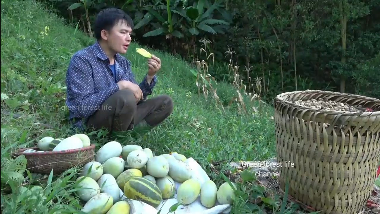 Процесс посадки, ухода, сбора урожая арахиса и дыни начинается с семян. Green forest life