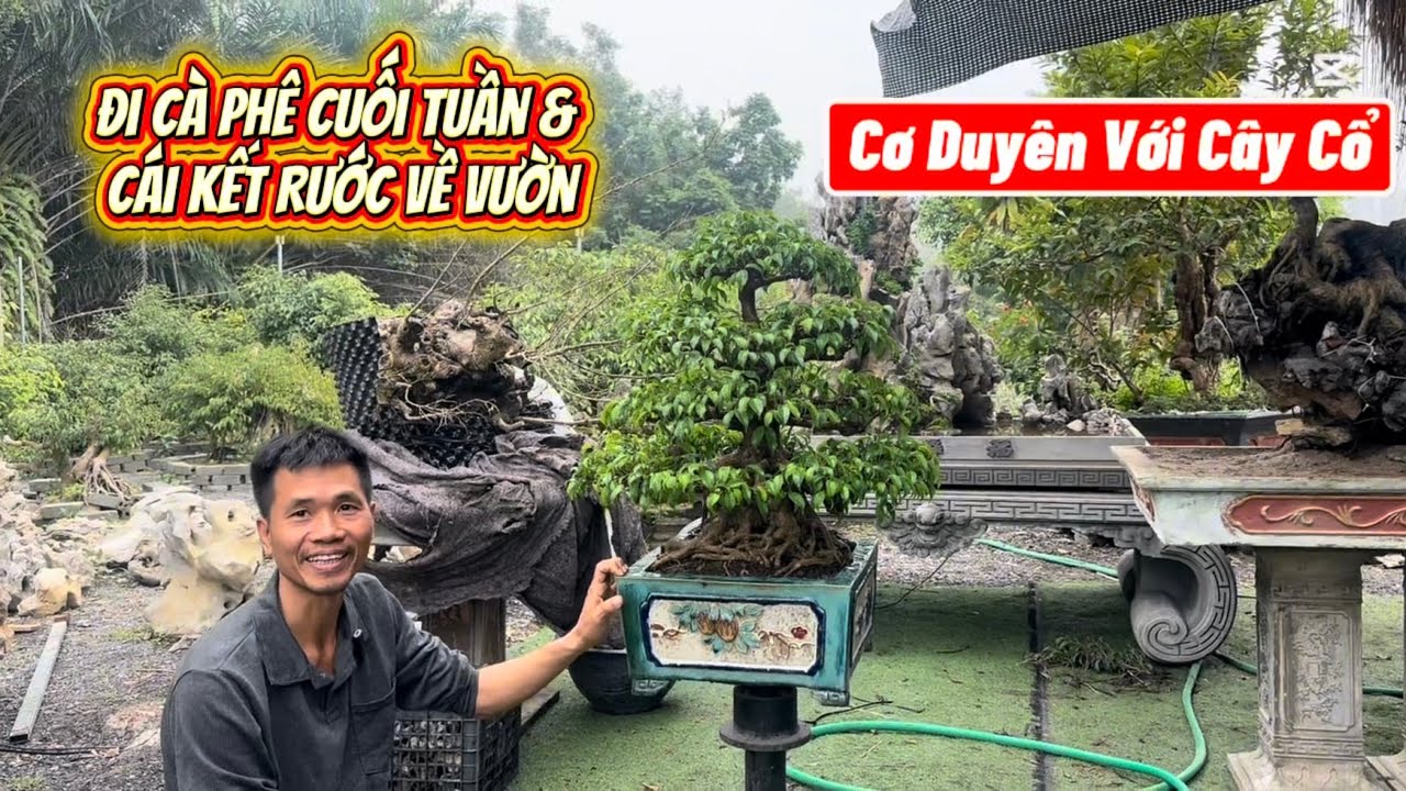 Cơ Duyên Với Cây Cổ: Đi Cà Phê Cuối Tuần Và Cái Kết Rước Về Vườn#bonsai #caycanh #caycanhbonsai #cây
