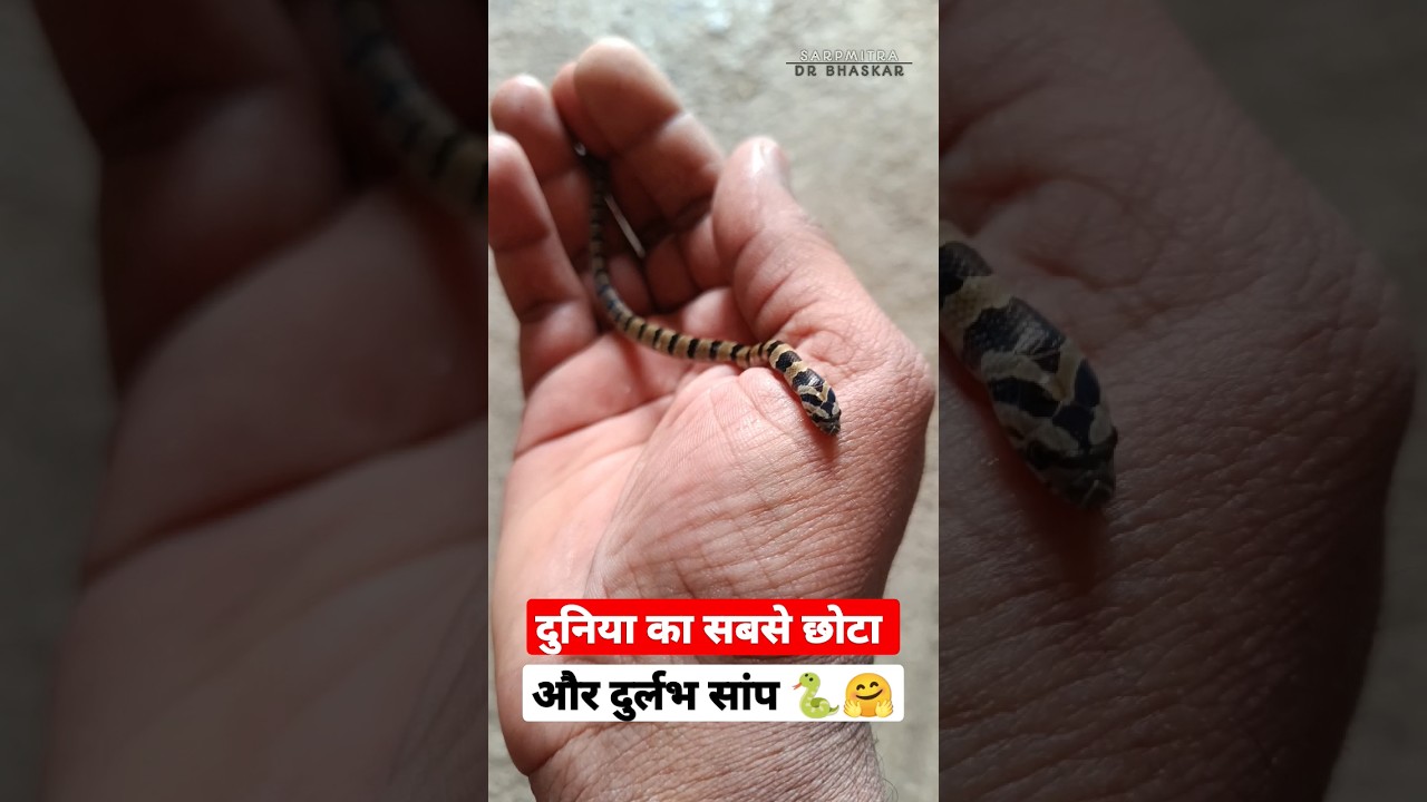 दुनिया का सबसे छोटा और दुर्लभ सांप 🐍 common kukri snake 