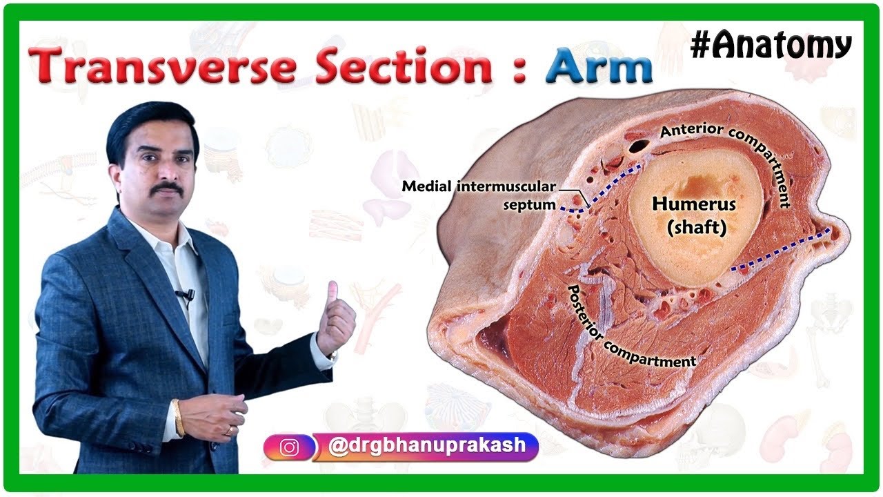 Transverse Section of Arm | Cadaveric Anatomy Explained with Compartments | Dr G Bhanu Prakash