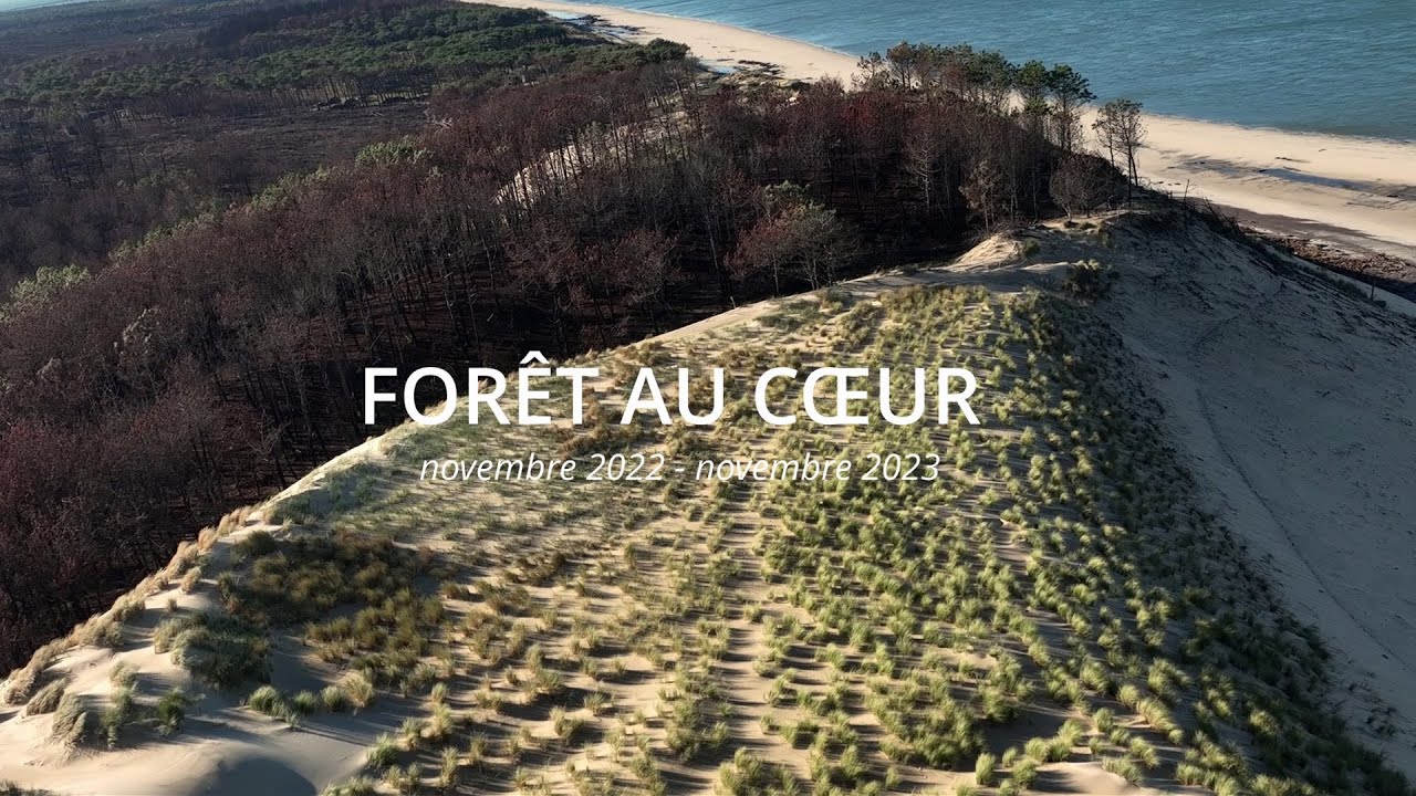 Foret au cœur