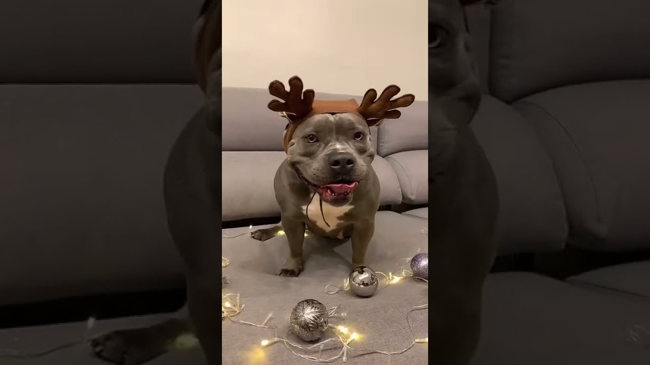 Feliz Natal !!! Eu de Rena 😂😅🤣 #americanbully #dog #natal2021 #doglovers