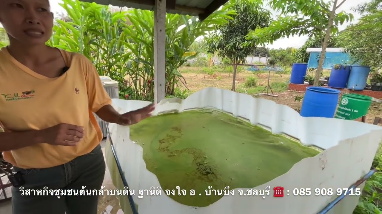 เลี้ยงไข่ผำ วิสาหกิจชุมชนต้นกล้าบนดิน | เกษตรผสมผสาน | เกษตรสร้างรายได้ | บ่าวยุทธพาจ้วด