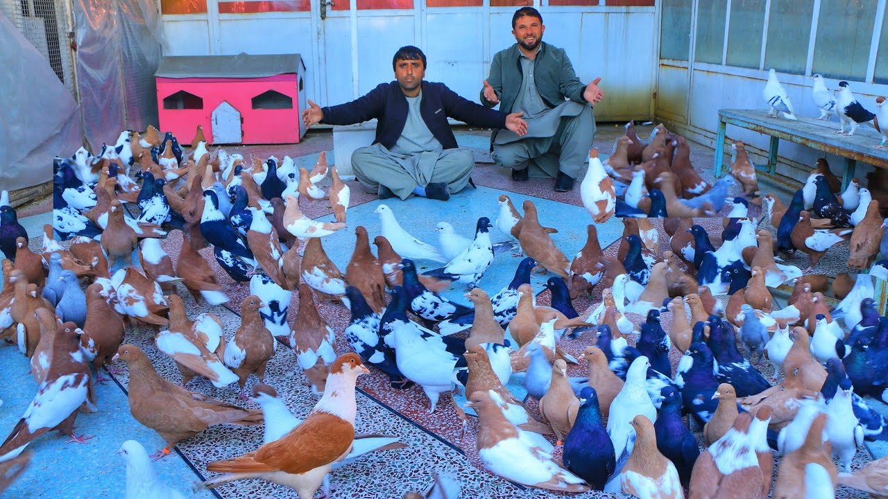 Biggest professional pigeon farm | with 500 Pigeons || Rare color & Most Expensive Breeding pigeons