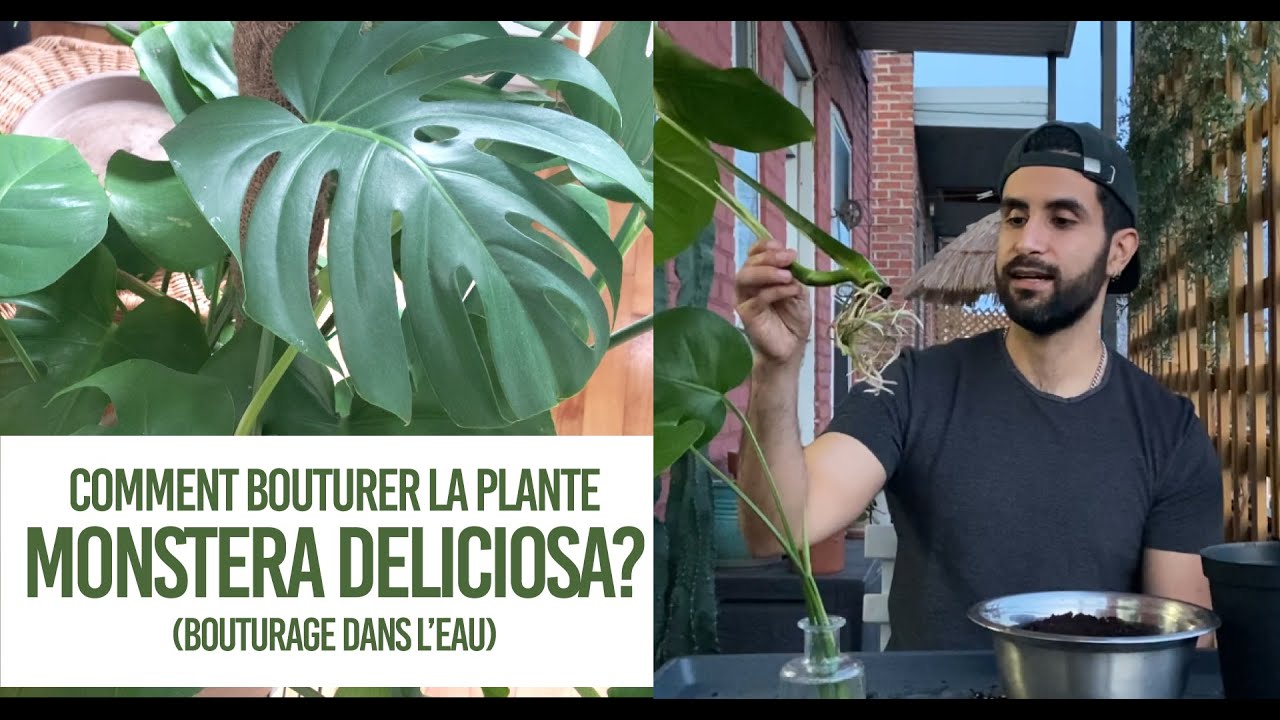 Comment bouturer la plante Monstera deliciosa? Conseils pour un bouturage TRÈS FACILE dans l'eau!