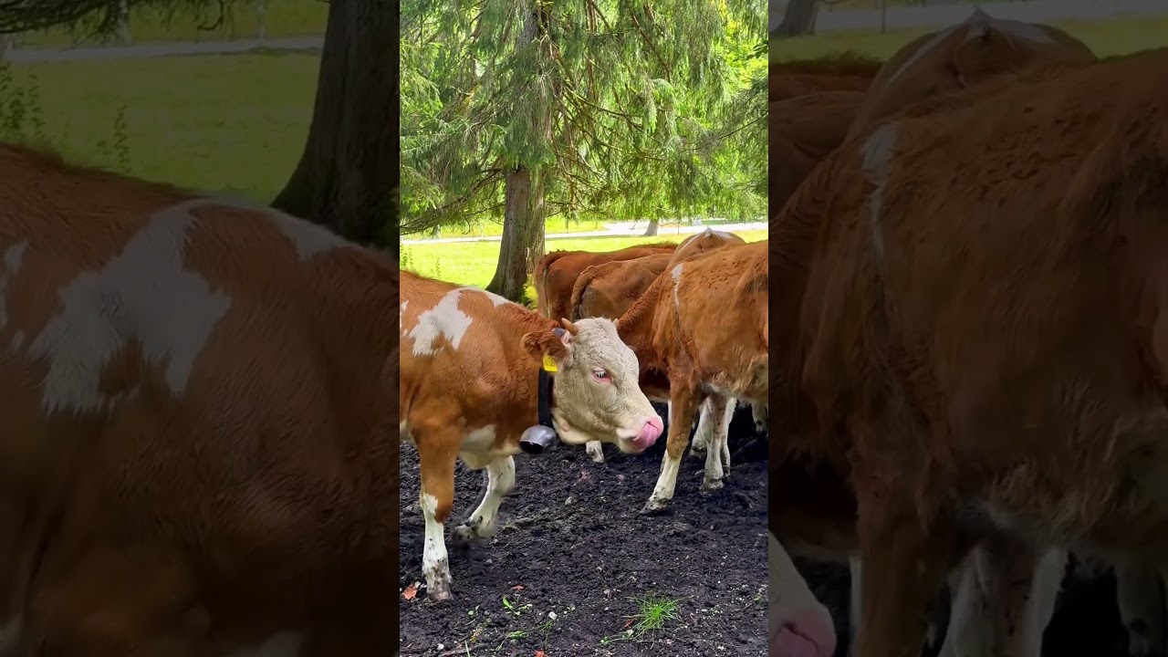 🐄 Cow farming 🐄 Animals ❤️ Country life style #farm #cowvideos #travel #cute #shorts