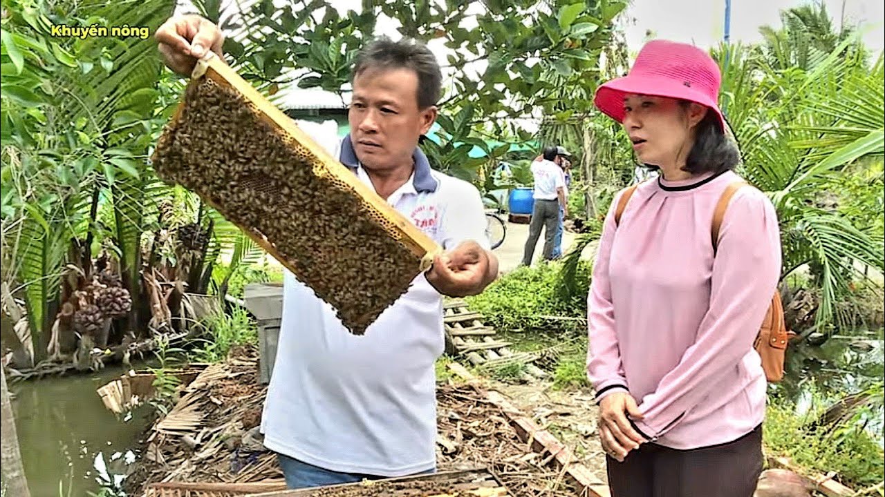 Cách nuôi ong lấy mật và nhân đàn ong chúa