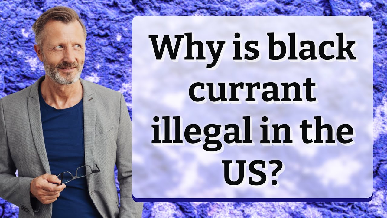 Why is black currant illegal in the US?