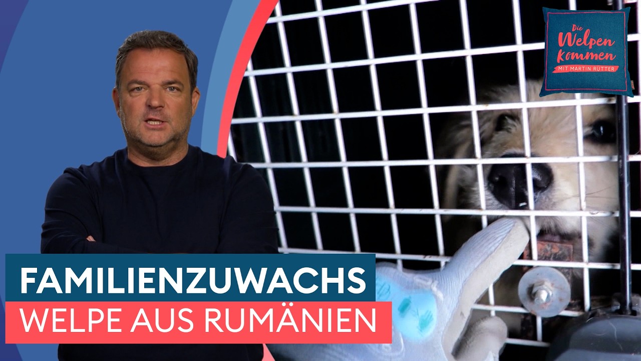 Jabba zieht bei seiner Pflegefamilie ein 🏡 | Die Welpen kommen