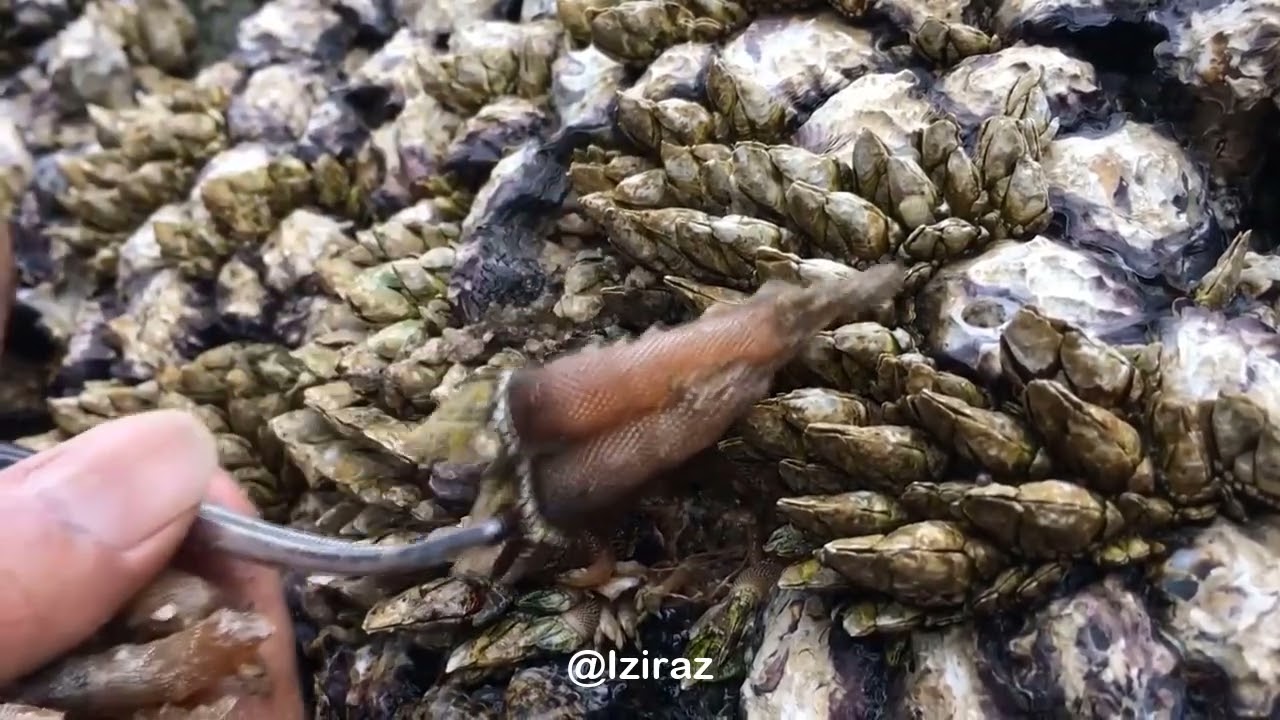 You Know What Is This Episode 817