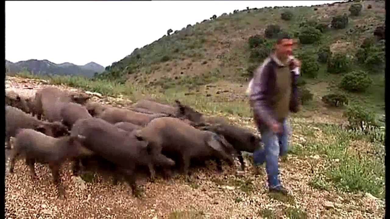 Cría del cerdo ibérico puro en Cortes de la Frontera
