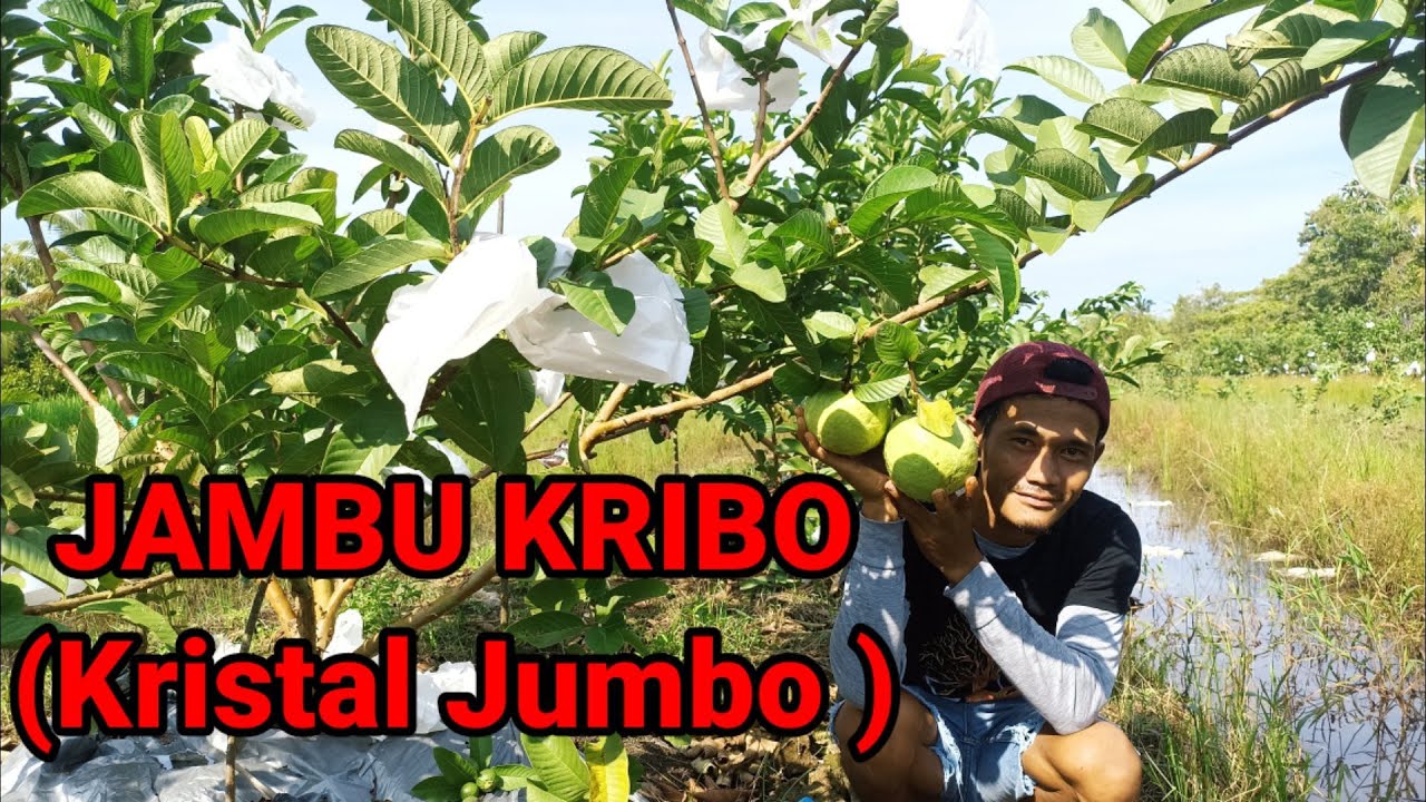 JAMBu Kristal Merah JUMBO || Mega Merah