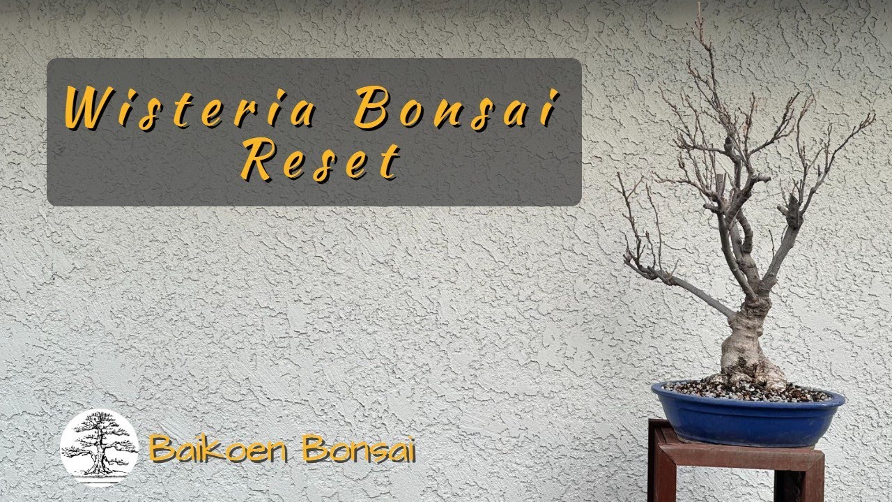 Wisteria Reset - Winter Update -  Bonsai Techniques - Baikoen Bonsai Club