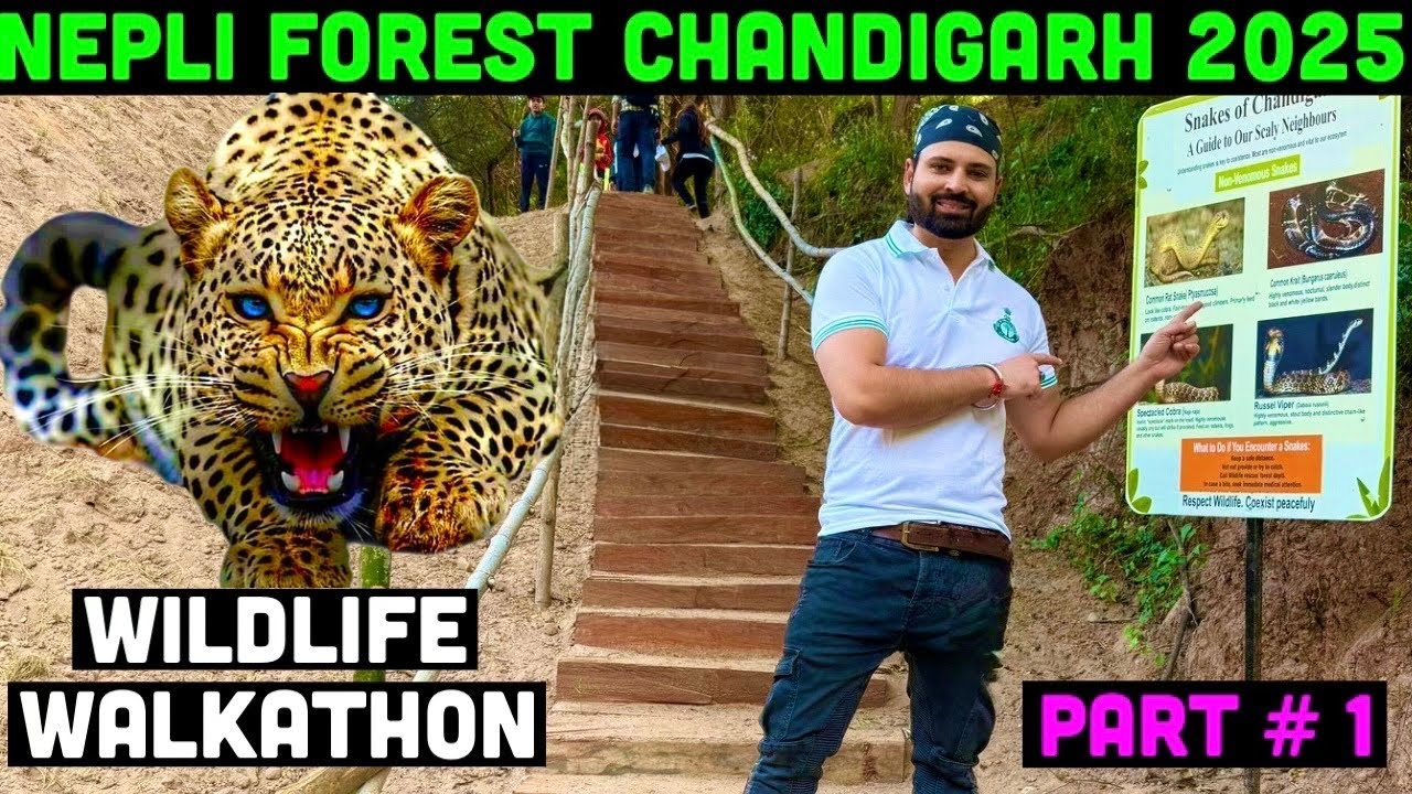 Nepli Forest Chandigarh 2025 😍 Wildlife Walkathon | Sukhna Wildlife Sanctuary Trekking | Kansal