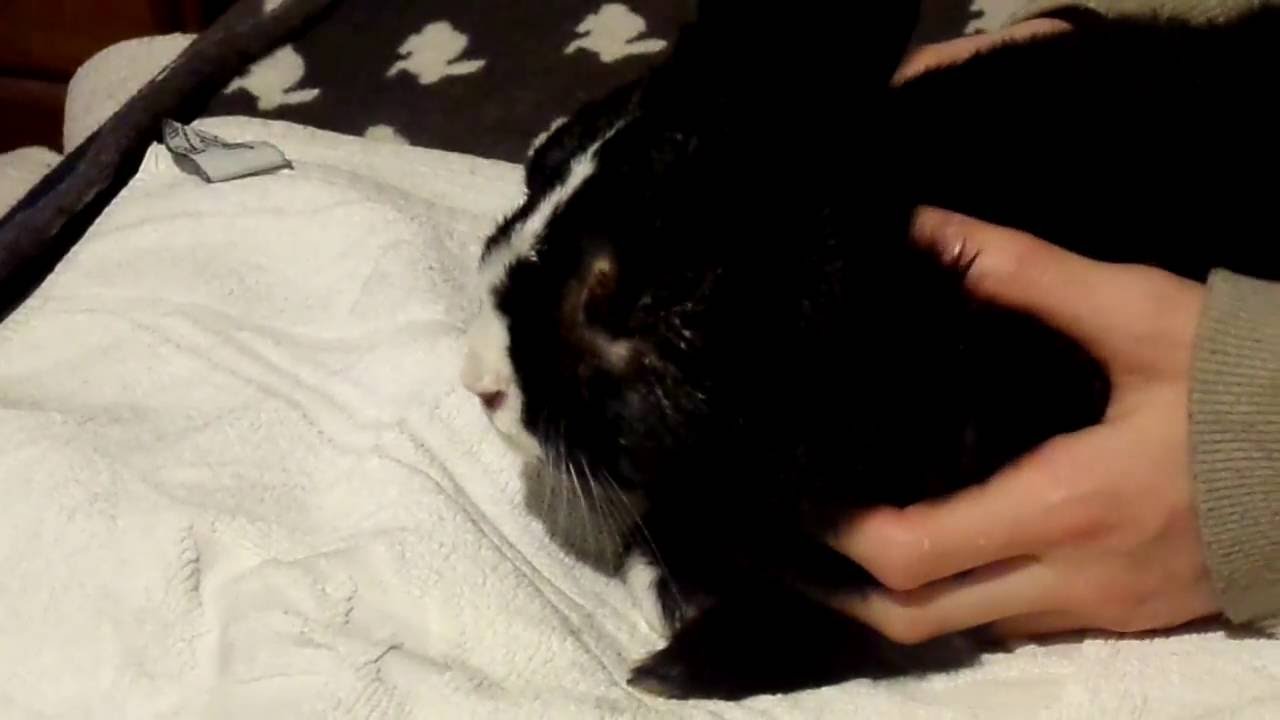 Kaninchen (16.10.16) 02 Jilliel bekommt Augensalbe