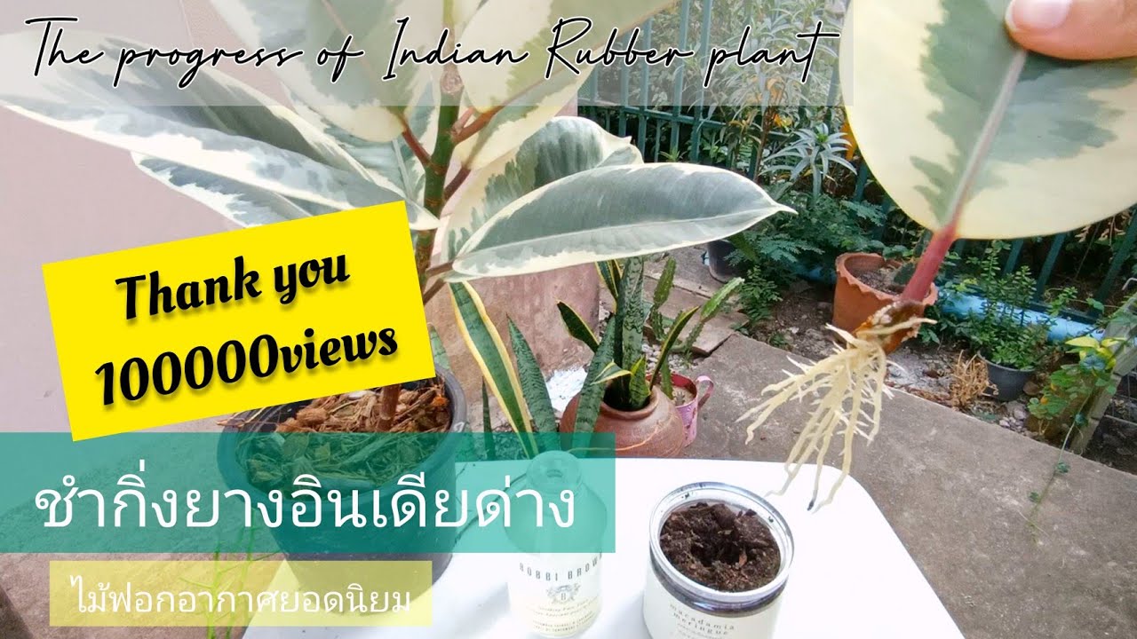 วิธีชำกิ่งยางอินเดียด่างอย่างไร รากไม่เน่า รากมาเต็มได้ไม้ไว้ฟอกอากาศ แต่งห้องก็สดชื่น(มีคลิปอัพเดท)