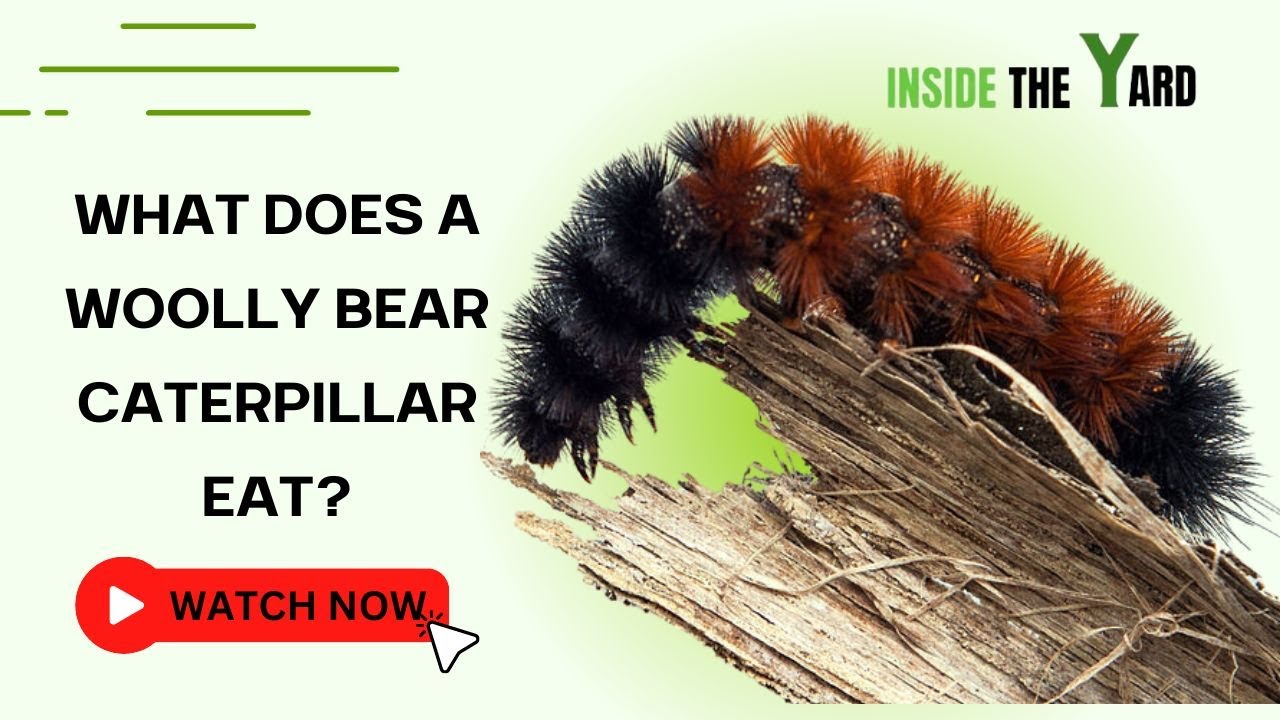 What Does A  Woolly Bear Caterpillar Eat?