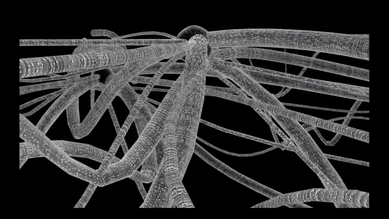 4/15 - Life cycle of basidiomycota