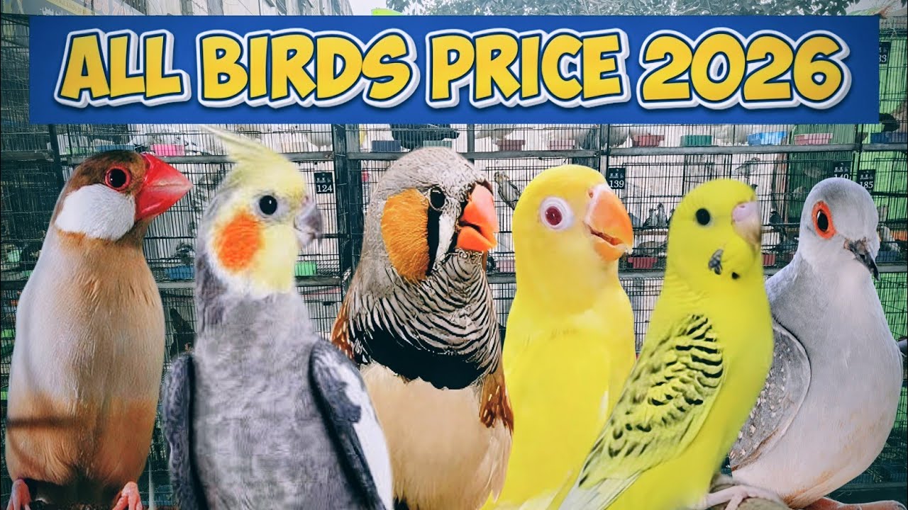 All Birds Prices 2026 | Latest market update