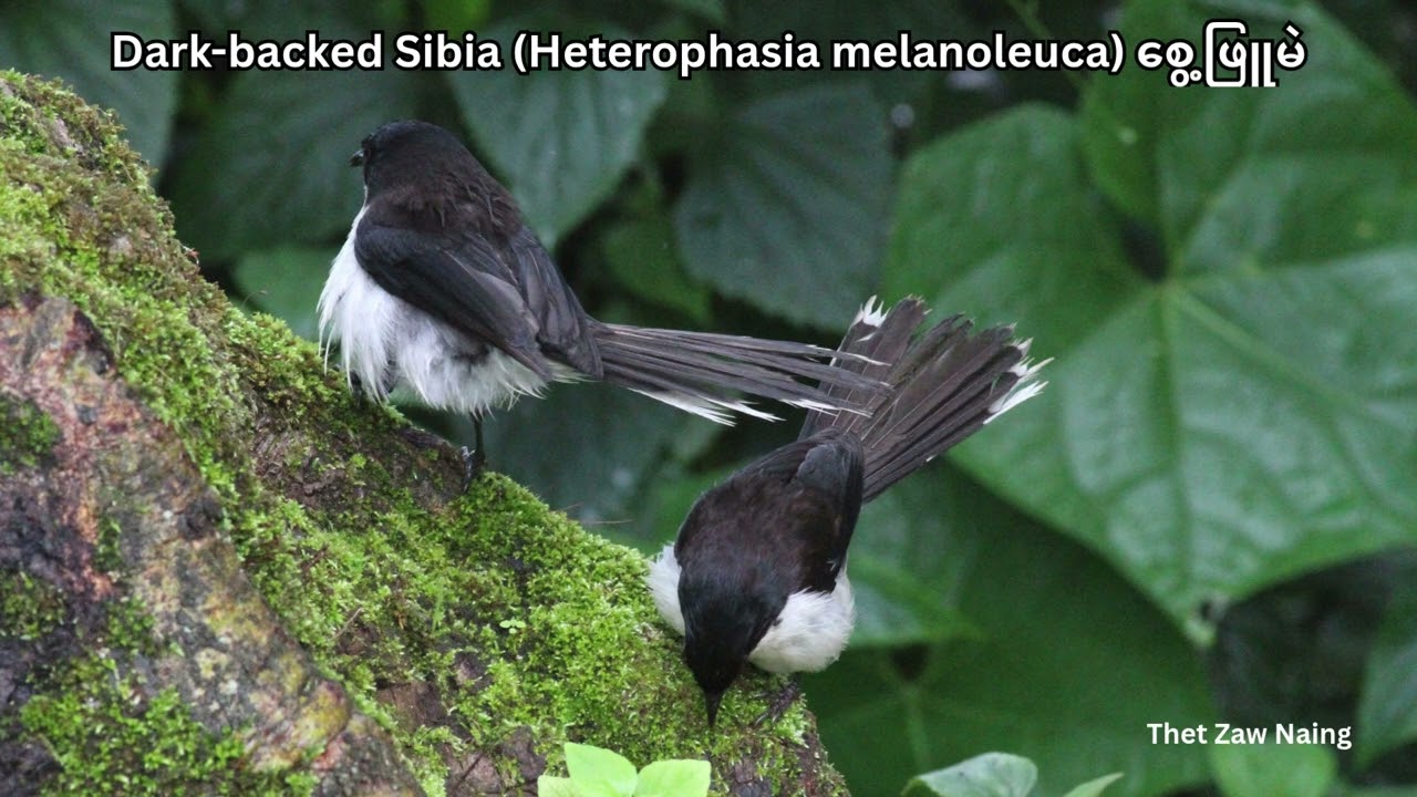 🐦🎵 Bird Sounds of Myanmar: 38 - စွေ့ဖြူမည်း Dark-backed Sibia ၏ သာယာသောအသံ (အသံ1/4) 🐦🎵