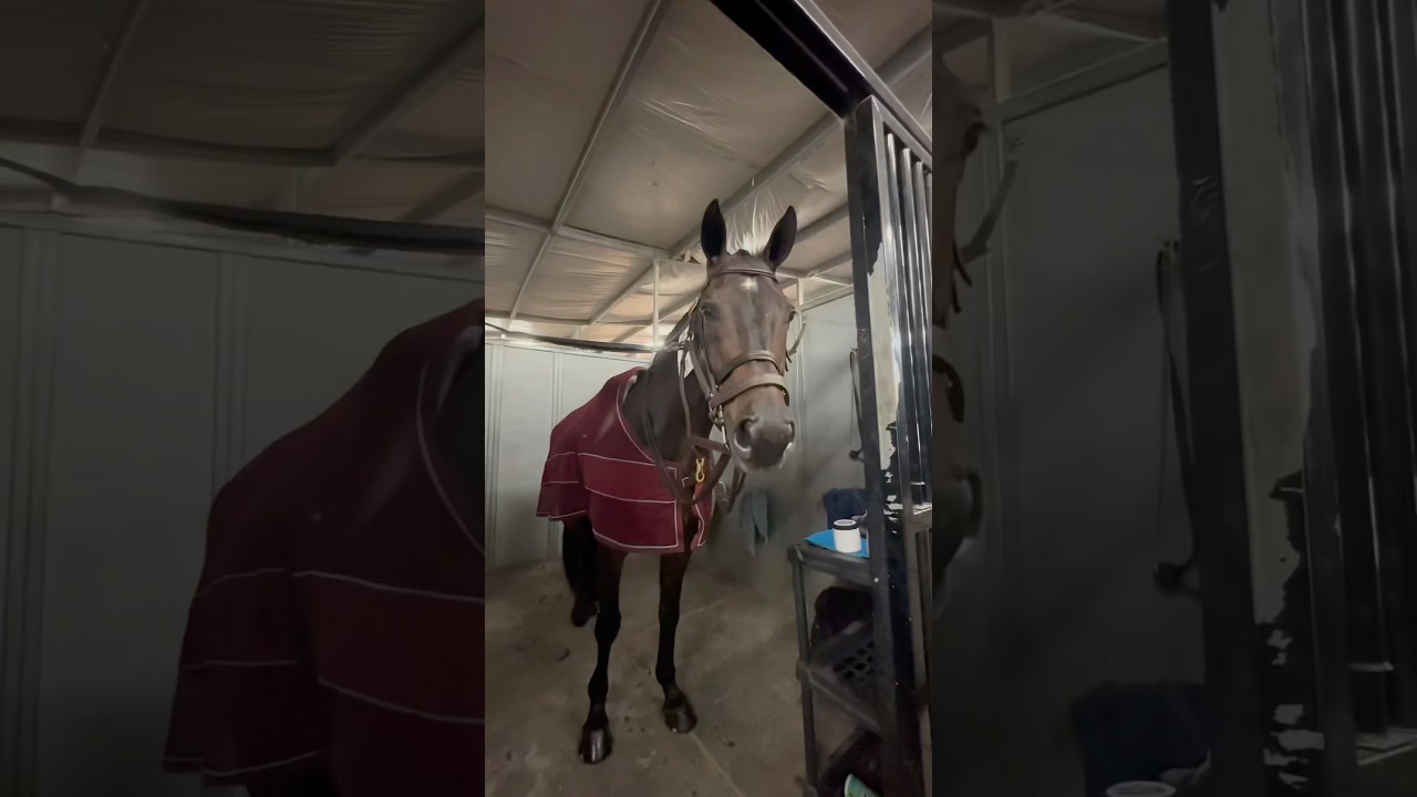 Mini horse show vlog!! 