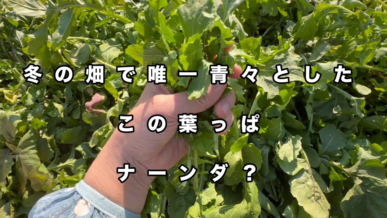 なーんにもない冬の畑。リセットして次なる季節へ🌱#無農薬栽培 #畑セラピスト #畑づくり #家庭菜園 