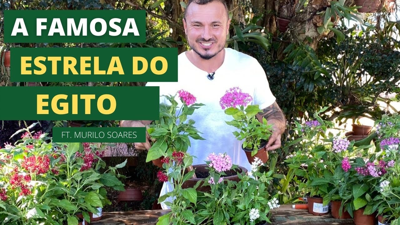 VOCÊ CONHECE A FAMOSA ESTRELA DO EGITO? | DICAS DE PLANTIO COM MURILO SOARES | SPAGNHOL PLANTAS
