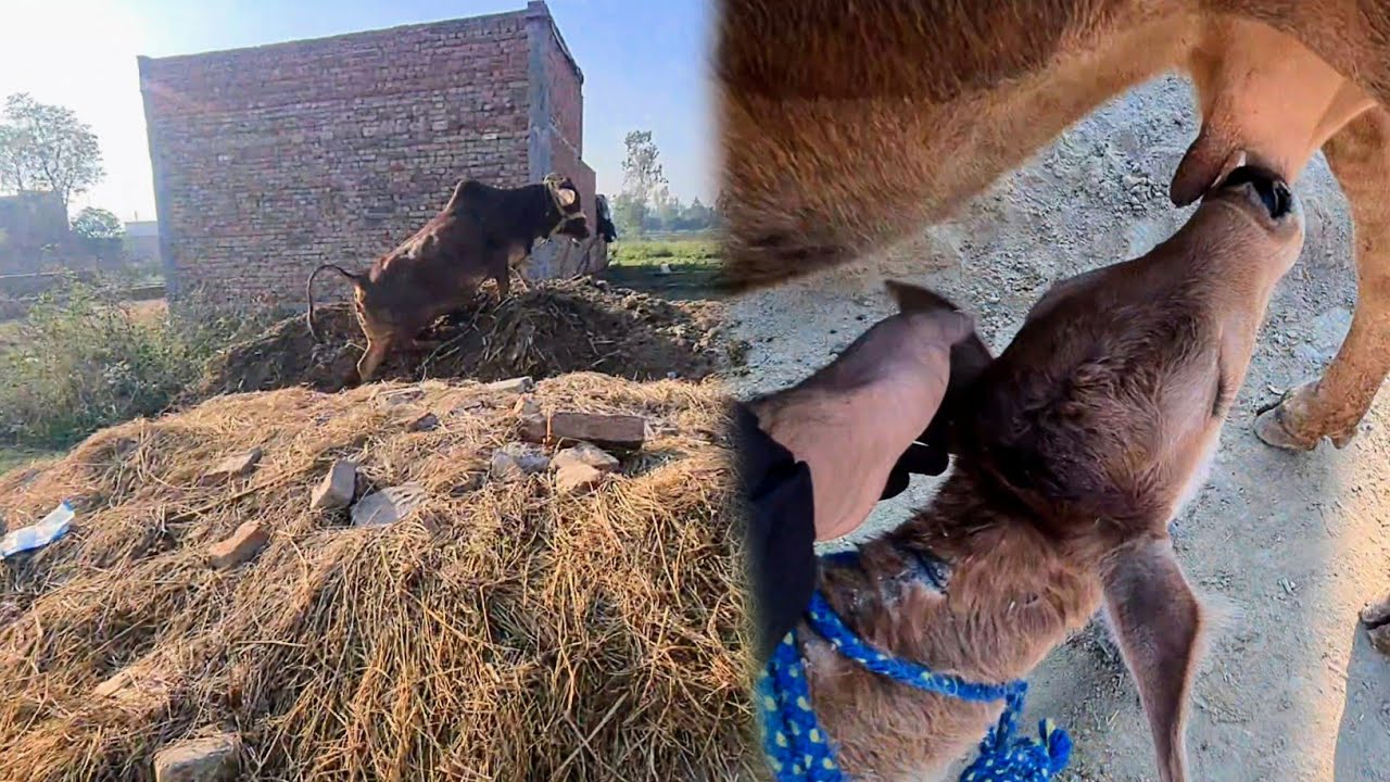 Red Cow Bhag Kar Ye Kaha Chadh Gyi 😢 Cow Baby Dusri Cow Ka Dudh Pine Lag Gya 😅