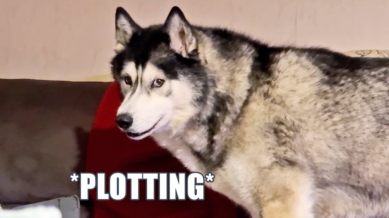 Husky Hatches A Devious Plan! He WANTS To Be Told Off!