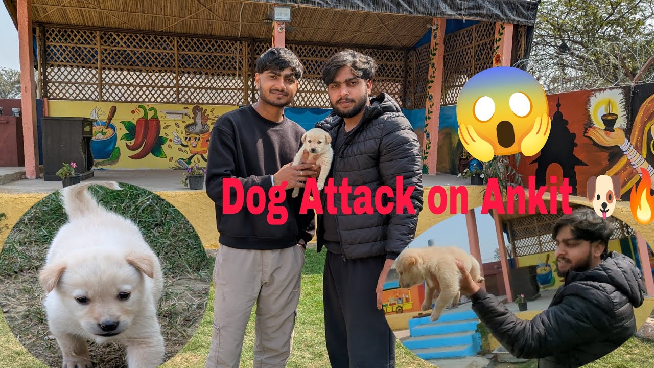 Ankit vs New Dog | Full Comedy Kalesh 🤣 aur sulli  Ne Aisi Shayari Sunai… Sab Emotional Ho Gaye 🥺 