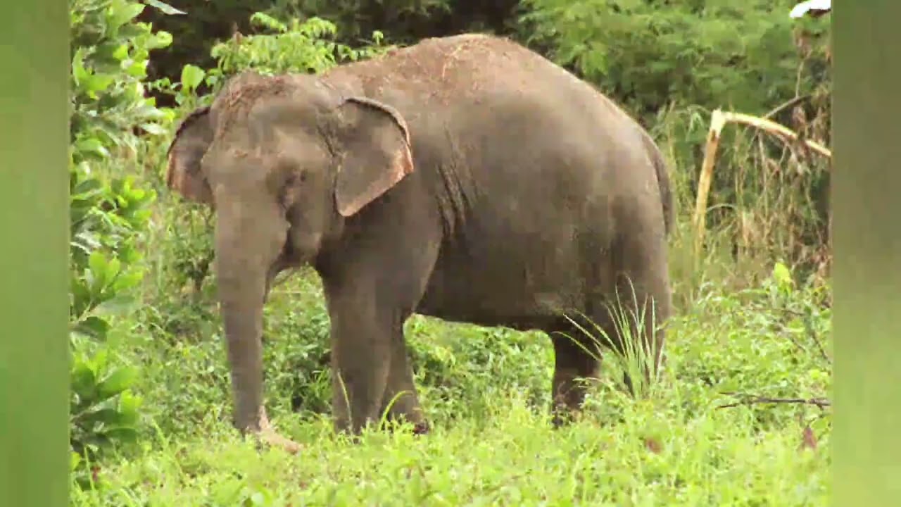 Wunderschöne Natur Thailands
