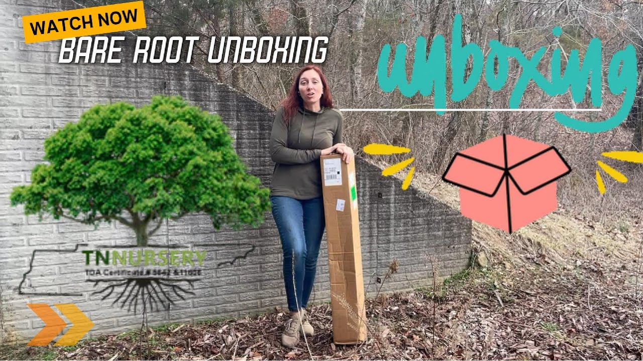 Unboxing Bare Root Trees from TN Nursery | Black Raspberry, Fig, Mulberry, Paw Paw & Persimmon