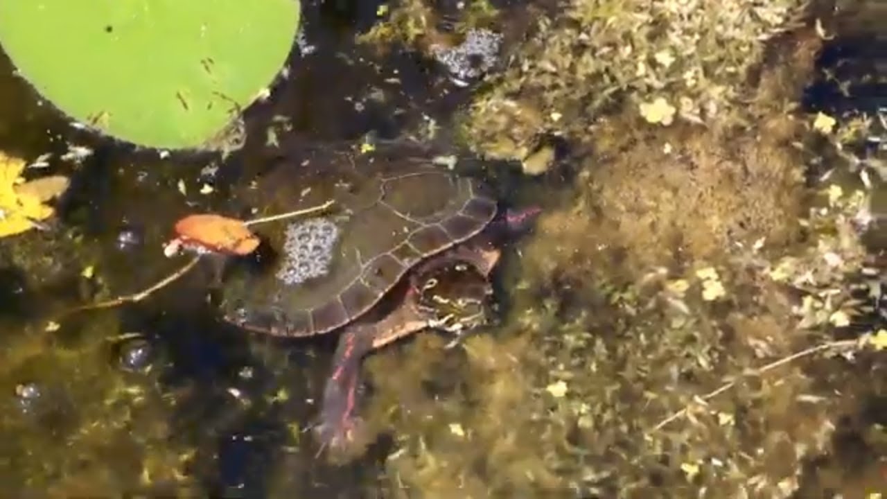 Midland Painted Turtles and a Red Eared Slider Turtle in their Natural Habitat