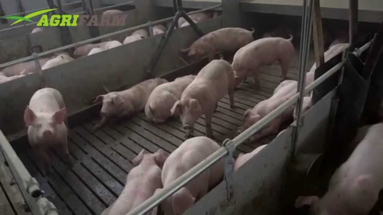 Agrifarm svinestald Kim Kjær Knudsen