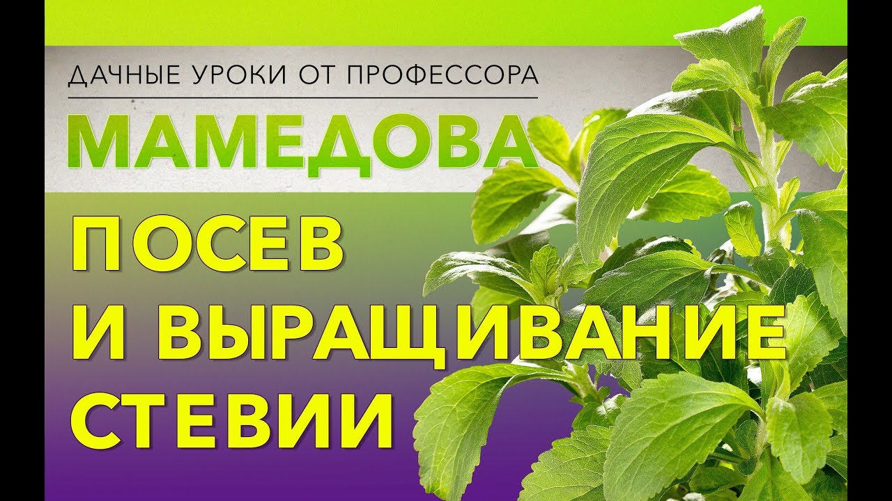 Посев и выращивание стевии.