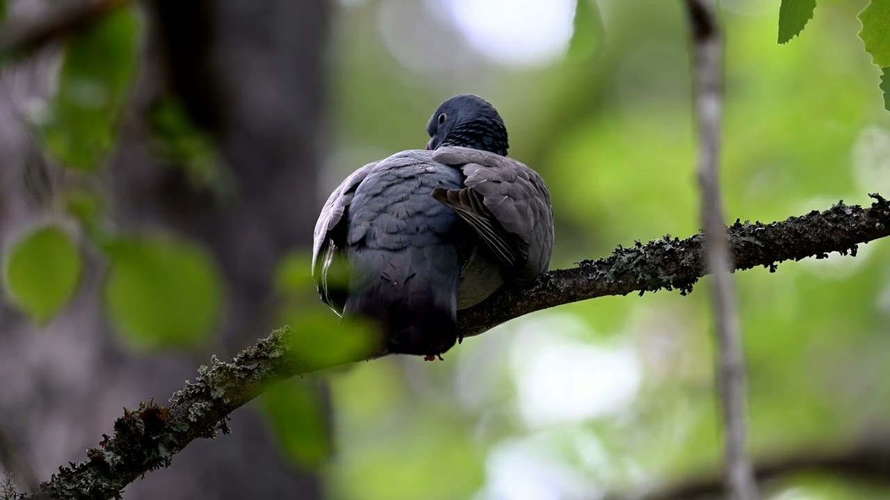 Wood pigeon (Columba palumbus) resting in the forest