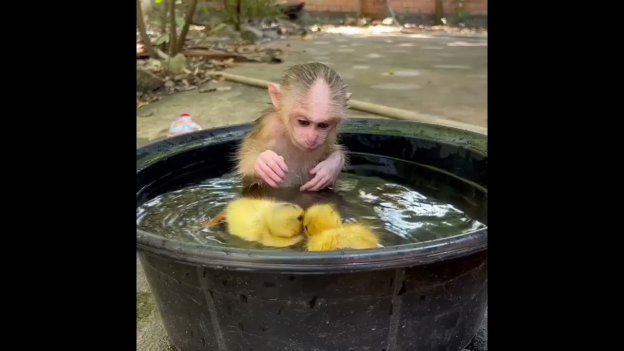 Adorable Baby Monkey In My Home 🐒❤️ | Cute & Emotional Moment