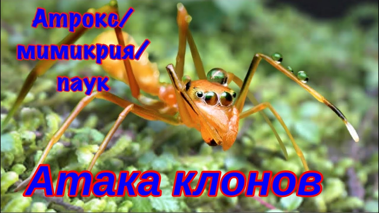 The Ants. Оранжевый Муравьиный Паук