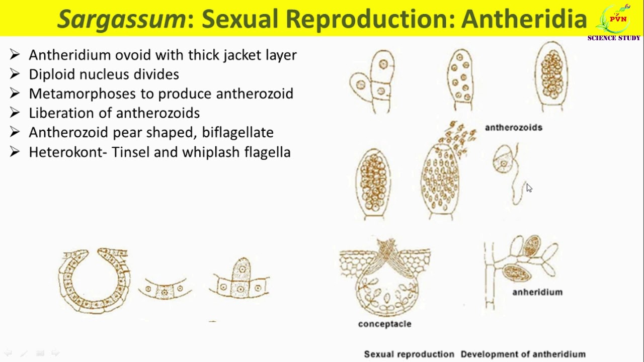 Sargassum Reproduction/Vegetative and Sexual reproduction in Sargassum/life cycle/economic importanc