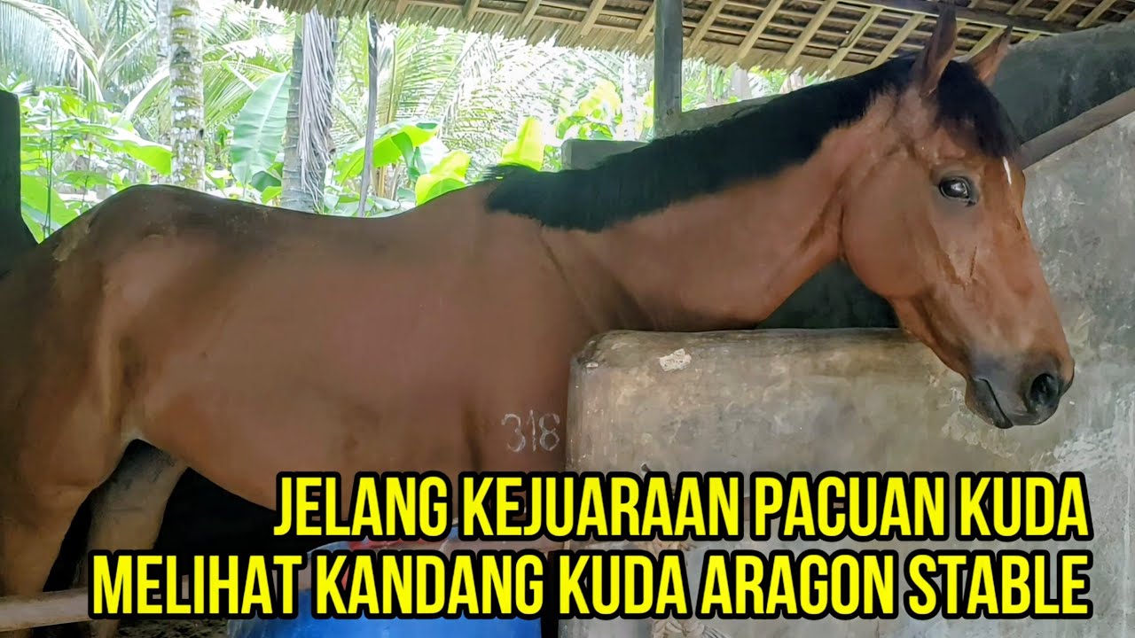 Menjelang Kejuaraan Pacuan Kuda Melihat Kandang Kuda Aragon Stable dan King Halim