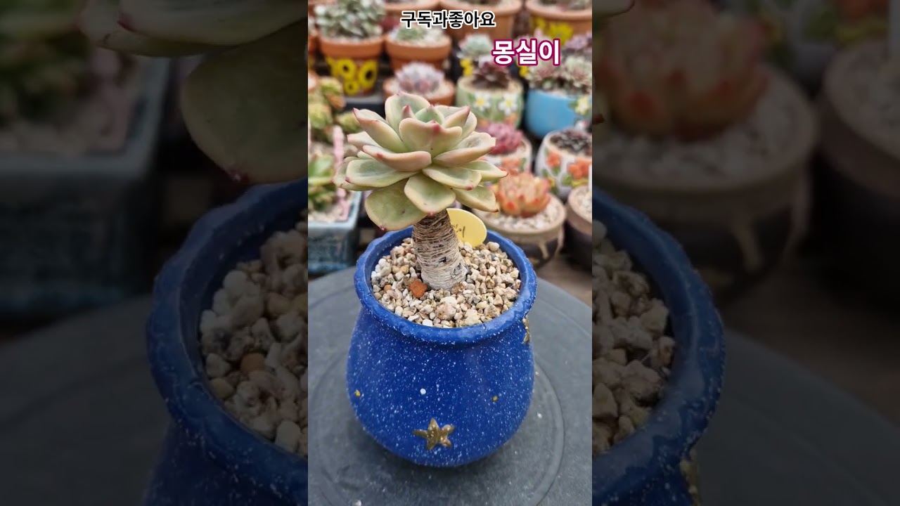 이름이 참 귀여운 다육이😁#이쁜다육 #몽실이 #다육이 #국민이 #취미생활 #다육이식집사 #succulent #plants #garden #多肉植物