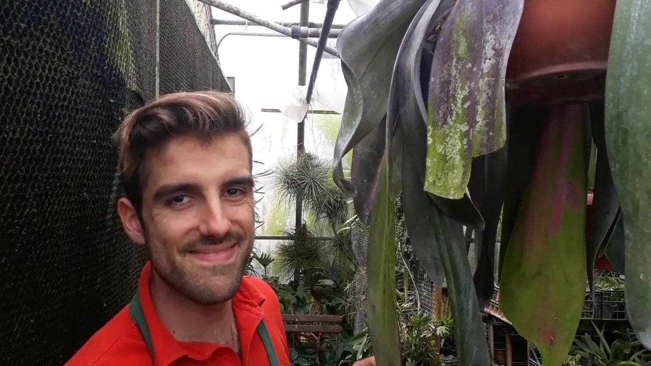Bulbophyllum phalaenopsis come coltivarla