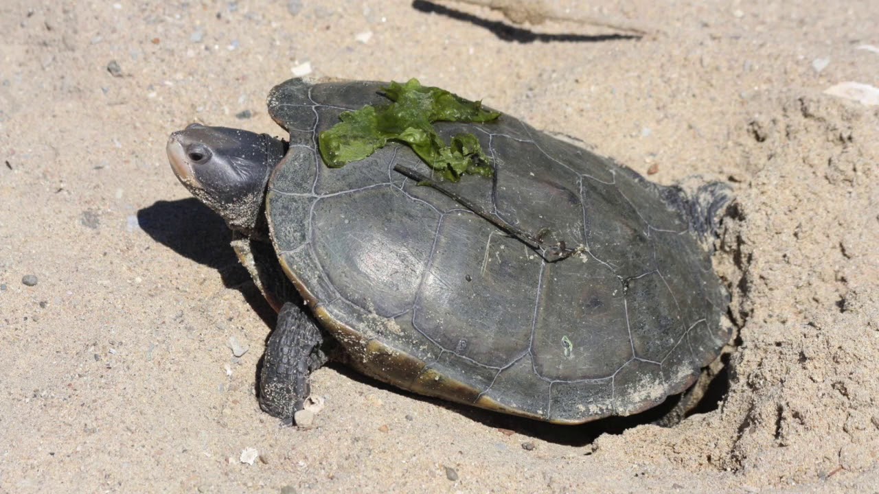 Habitat Exploration: Saltmarshes