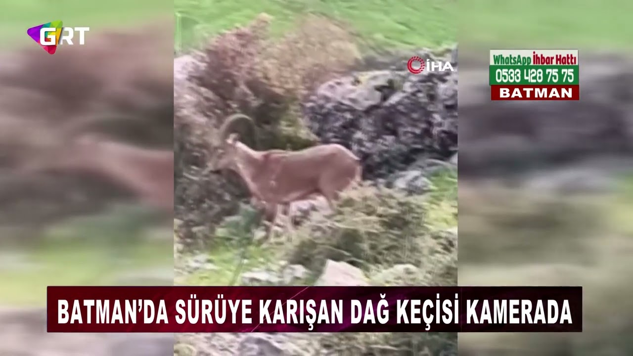 Batman&rsquo;da s&uuml;r&uuml;ye karışan dağ ke&ccedil;isi kamerada