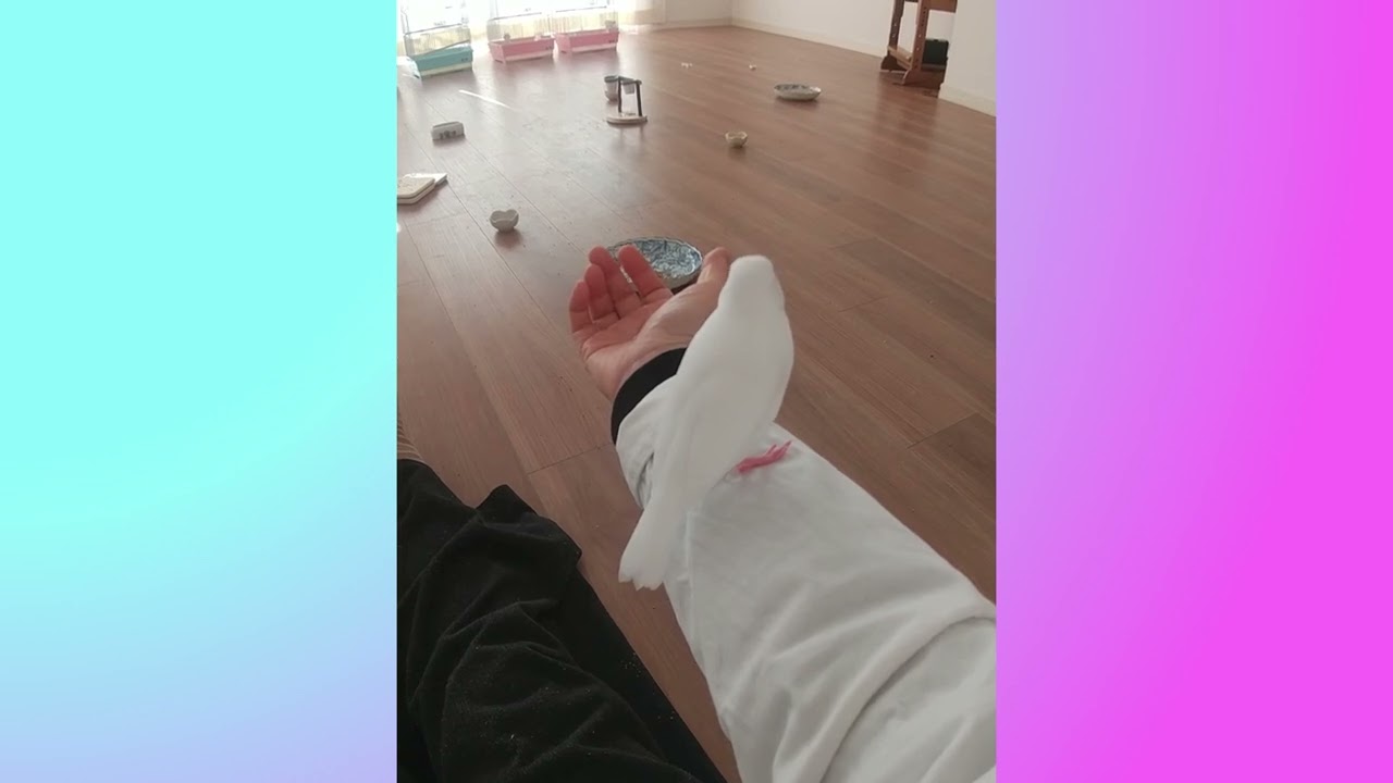今日は４つに分けて１時間ずつ放鳥してます
