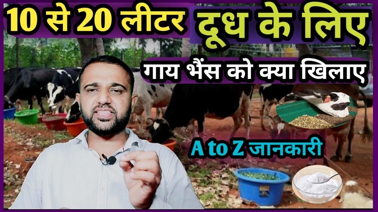 10 से 20 लीटर दूध के लिए गाय भैंस को क्या खिलाए||A to Z जानकारी/मात्रा विधि Dudh ke liye kya De👍