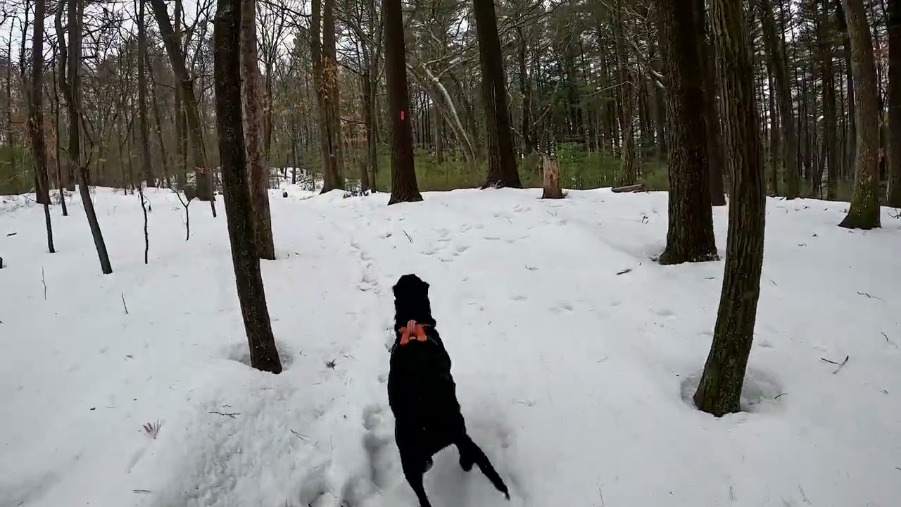 4K Winter Forest Walk with Black Lab Puppy | Snowy POV Treadmill Hike