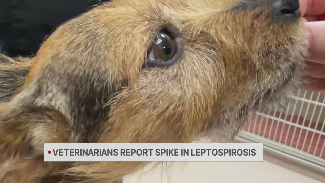 Bay Area vets see a spike in Leptospirosis