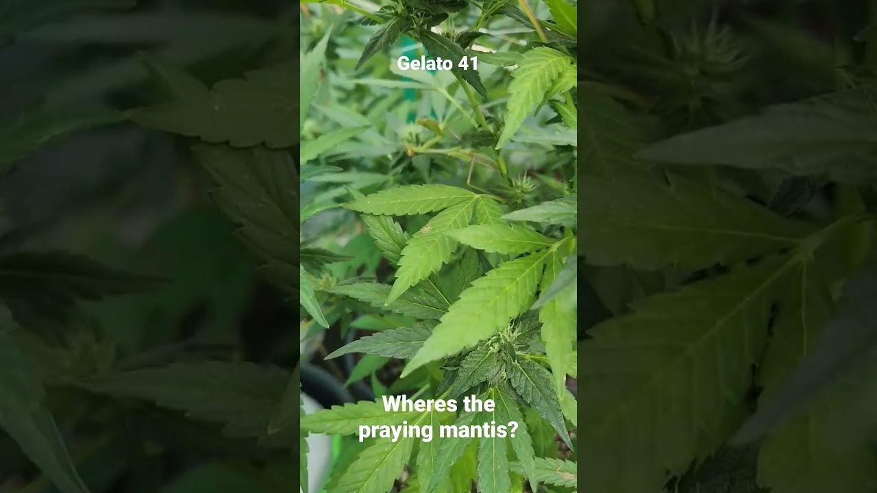 Where's the Garden Ninja?
