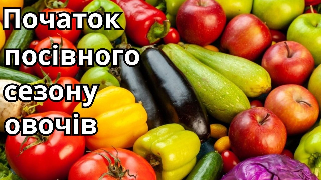 Початок посівного сезону овочів.